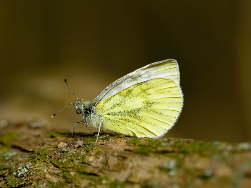 Pieris napi - repcelepke