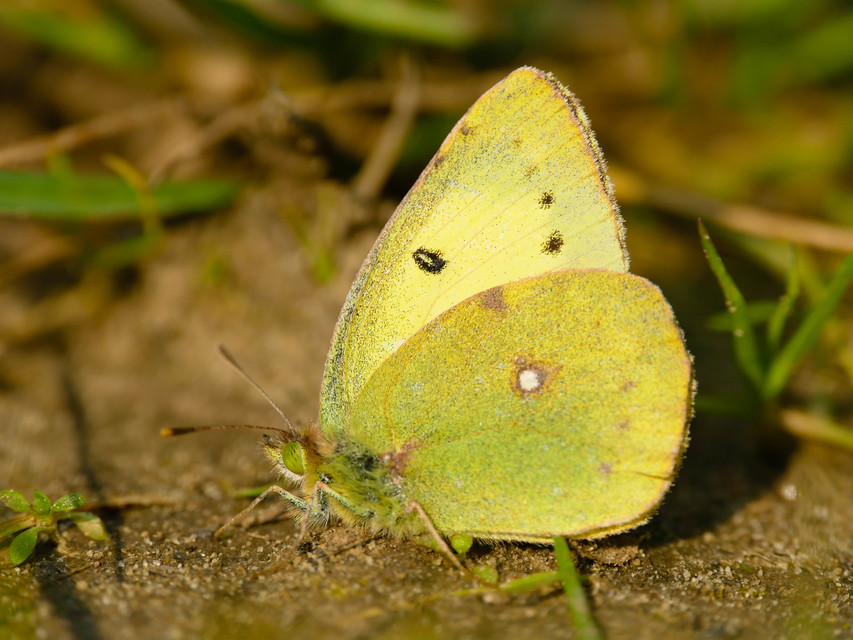 Colias erate - csángó-kéneslepke