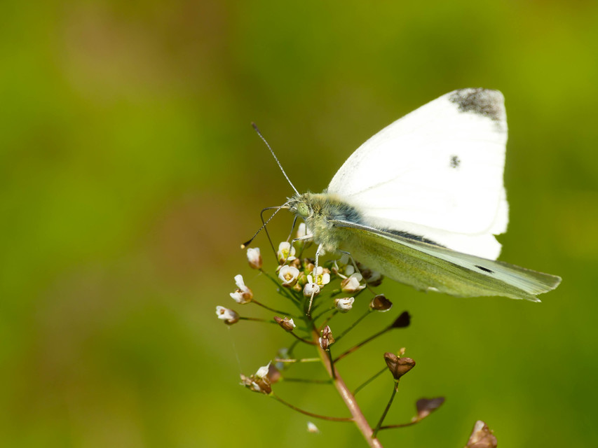 Pieris rapae - répalepke