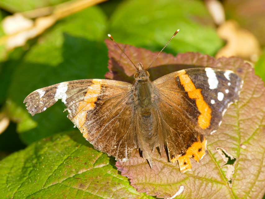 Vanessa atalanta - atalantalepke
