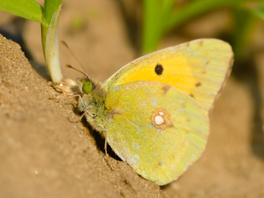 Colias croceus - sáfránylepke