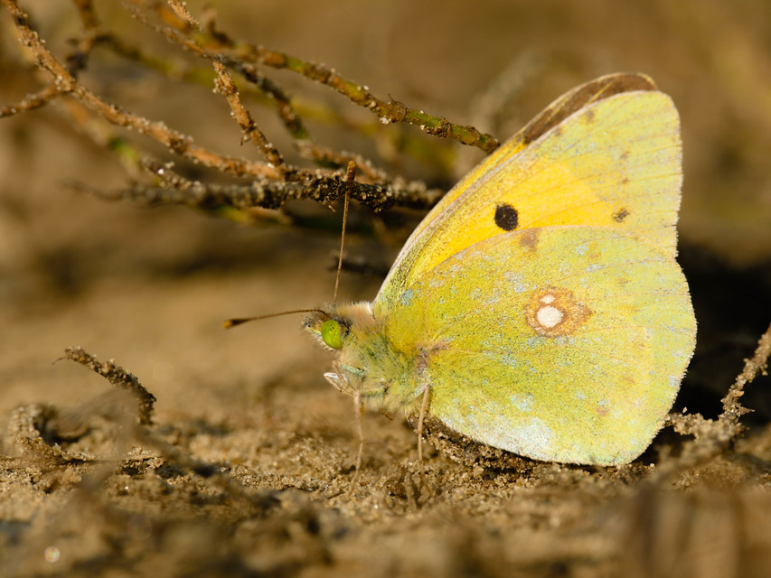 Colias croceus - sáfránylepke