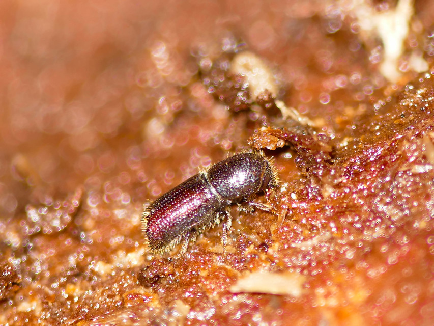 Scolytinae
