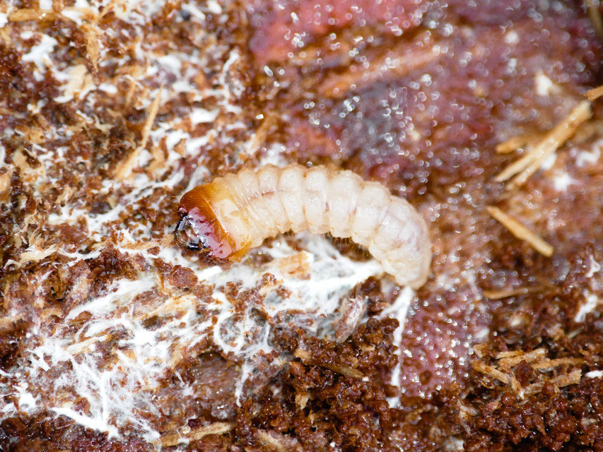 Cerambycidae - cincérfélék