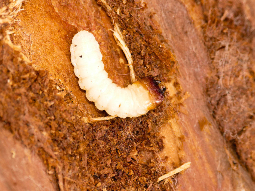 Rhagium inquisitor - fenyves-tövisescincér
