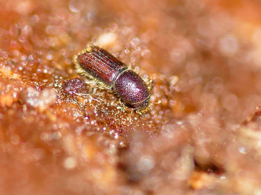 Scolytinae