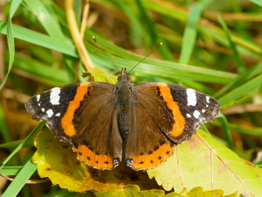 Vanessa atalanta - atalantalepke