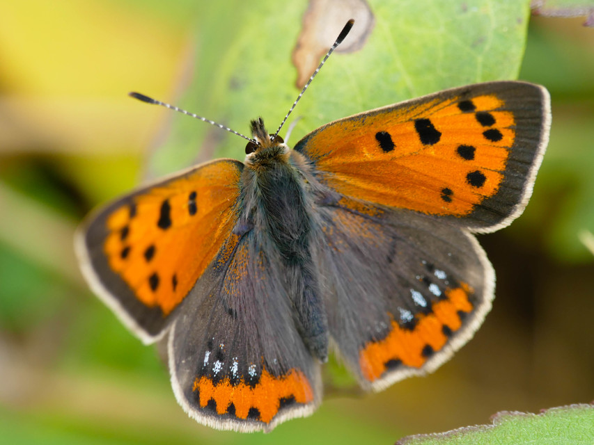 Lycaena phlaeas - közönséges tűzlepke