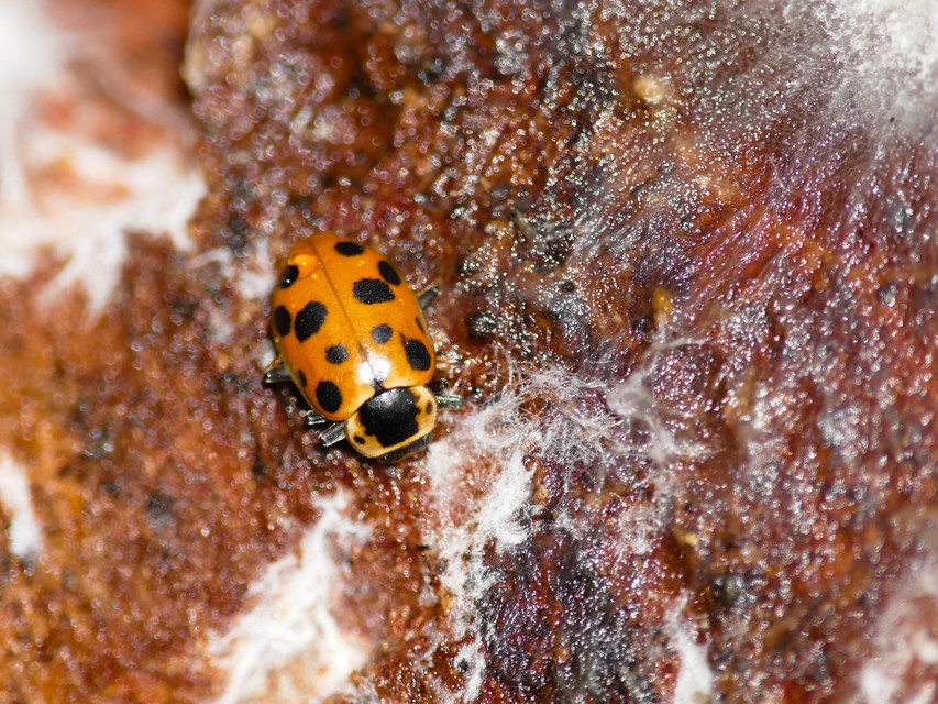 Hippodamia tredecimpunctata - mocsári katica