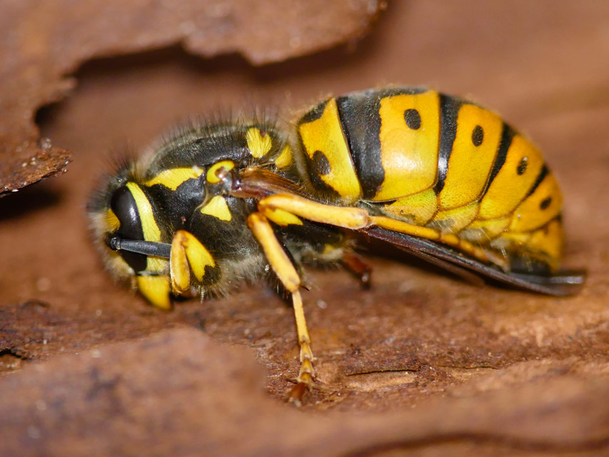 Vespula germanica - német darázs