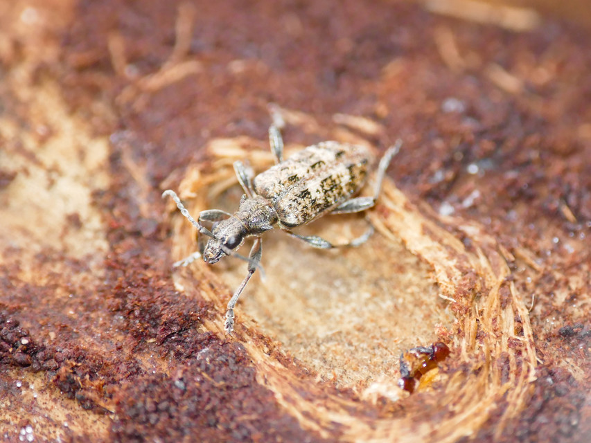 Rhagium inquisitor - fenyves-tövisescincér
