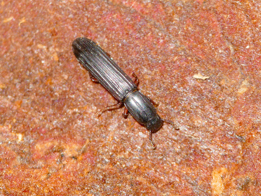 Colydium elongatum - ösztövér héjbogár