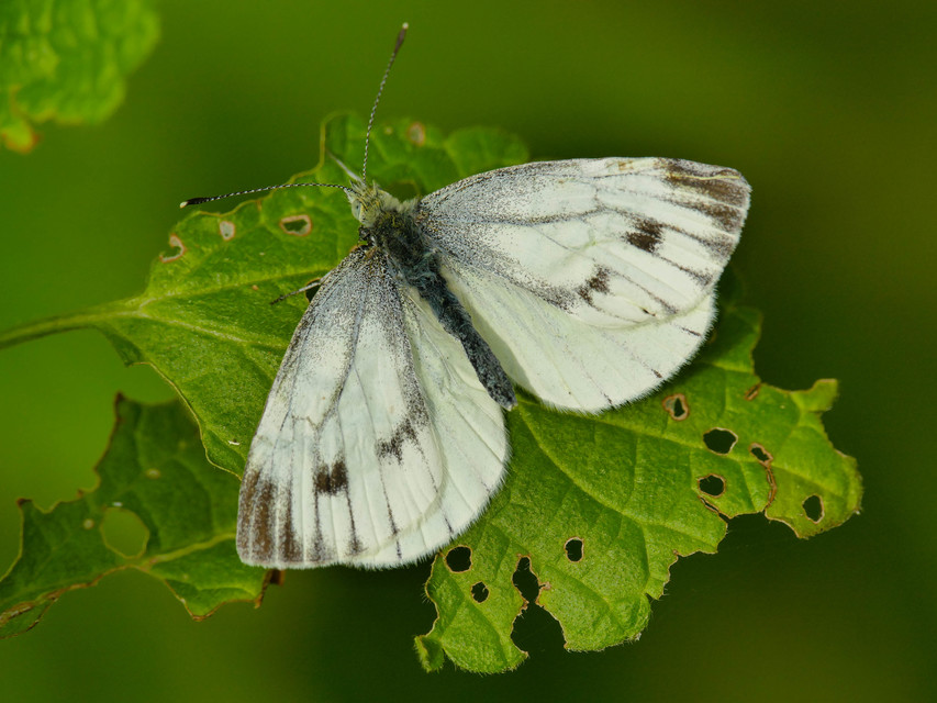 Pieris napi - repcelepke