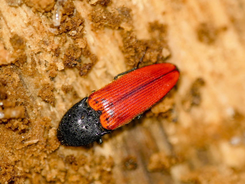 Ampedus