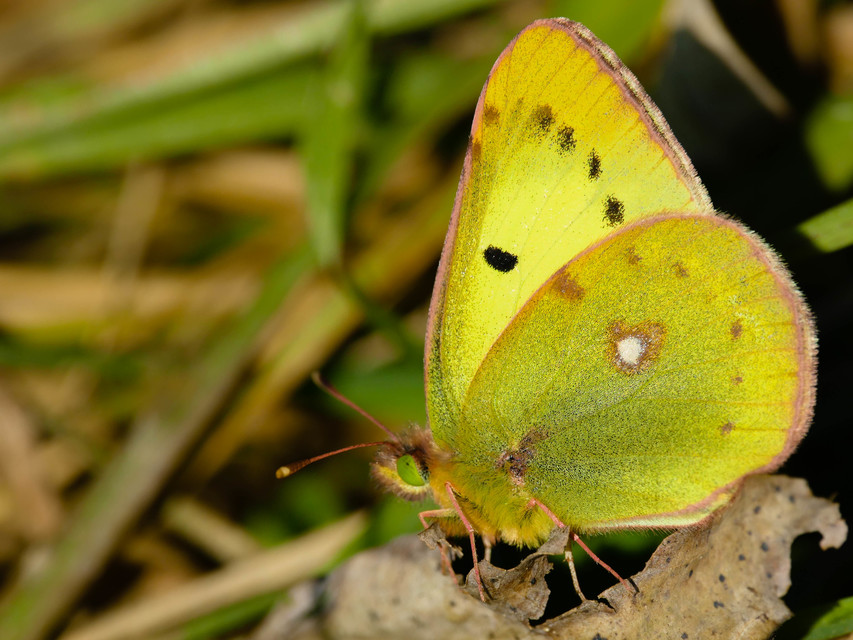 Colias erate - csángó-kéneslepke