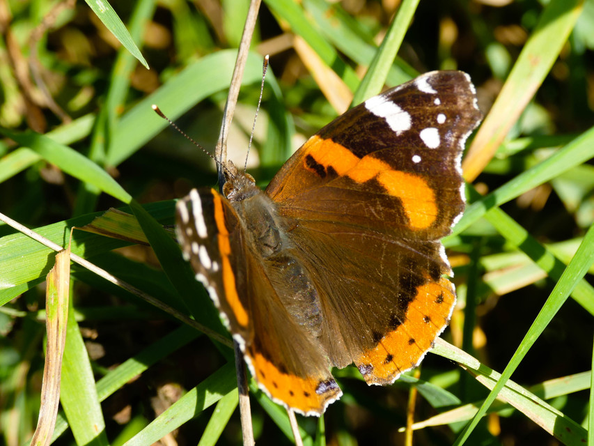 Vanessa atalanta - atalantalepke