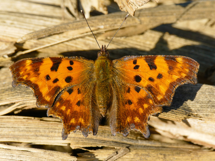 Nymphalis c-album - C-betűs lepke
