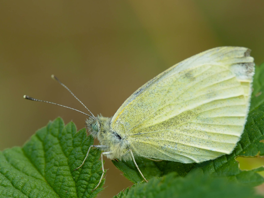 Pieris rapae - répalepke