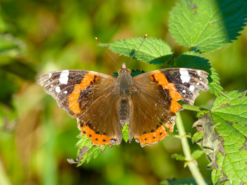 Vanessa atalanta - atalantalepke