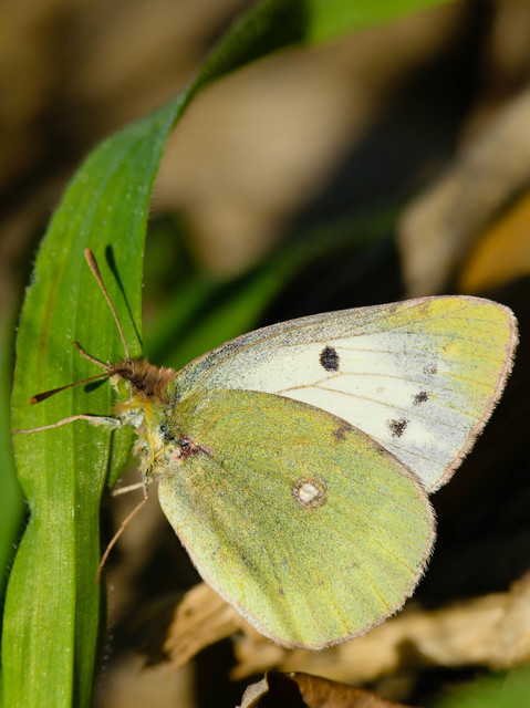 Colias