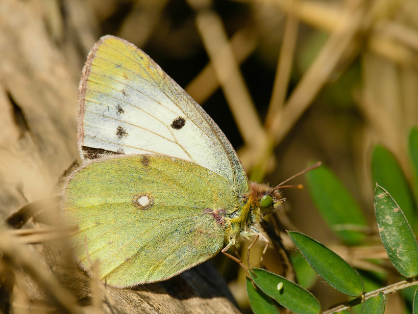 Colias
