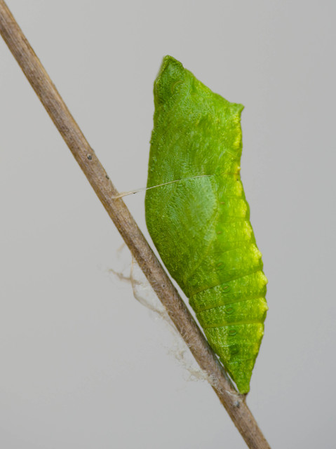 Papilio machaon - fecskefarkú lepke
