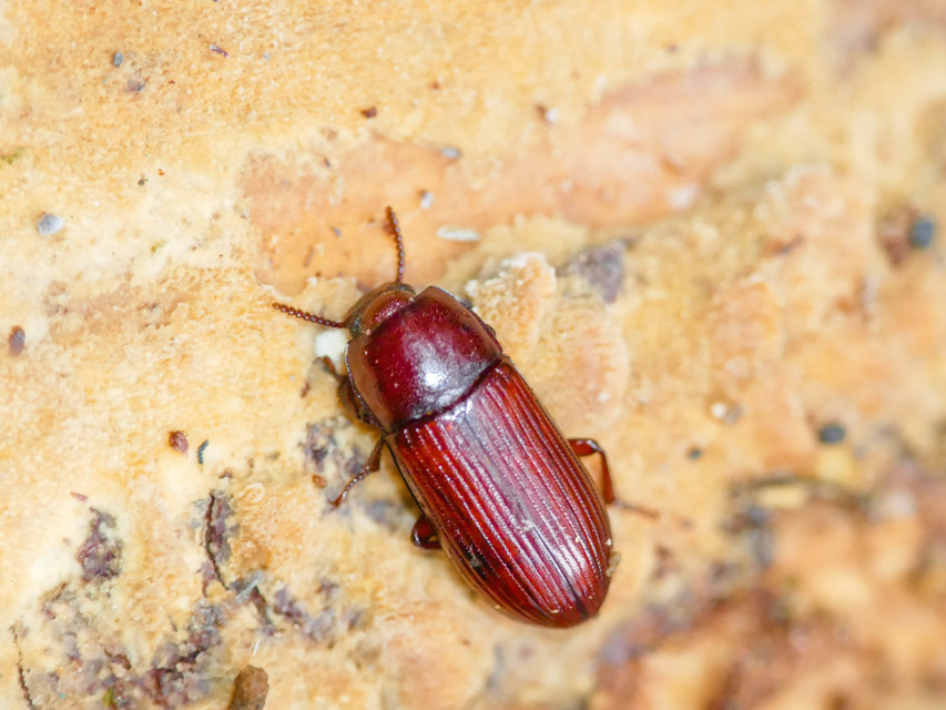 Uloma culinaris - nagy rágványbogár