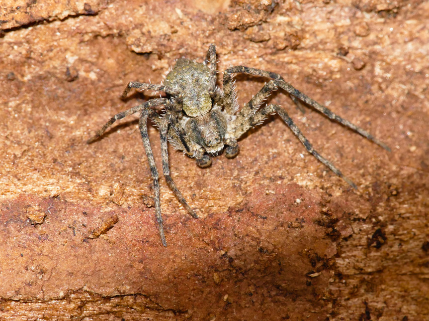 Philodromus margaritatus - bükkfa-fürgekarolópók