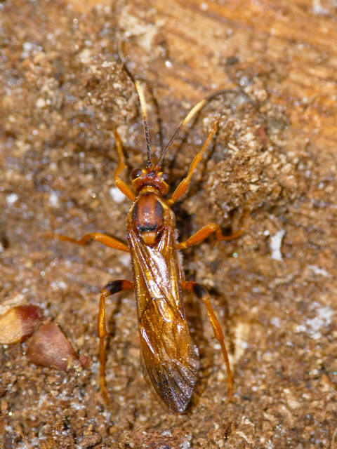 Lymantrichneumon