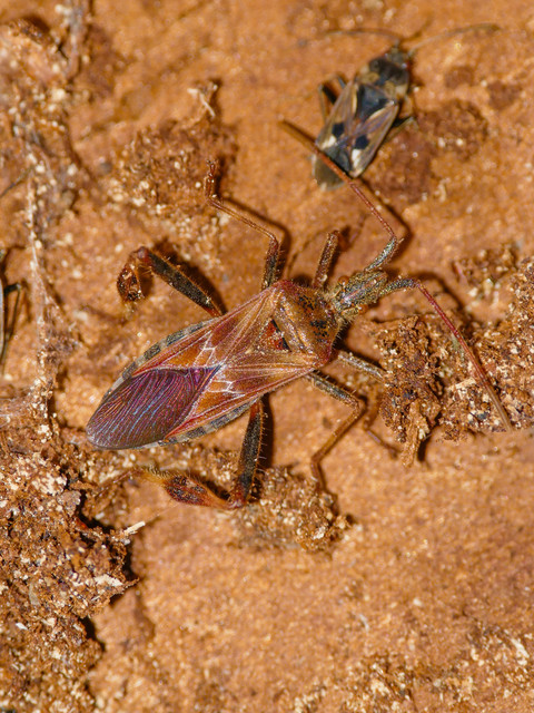 Leptoglossus occidentalis - nyugati levéllábú poloska