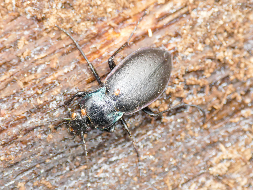 Carabus nemoralis - ligeti futrinka