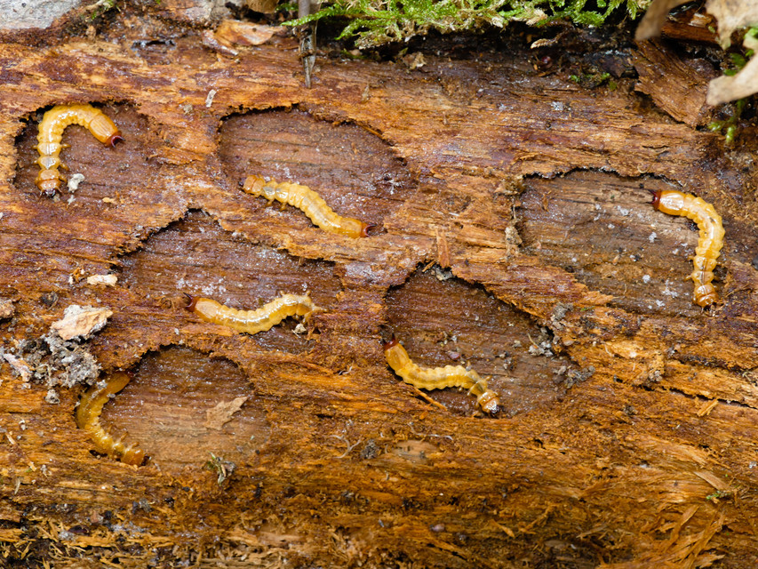 Pyrochroa coccinea - nagy bíborbogár