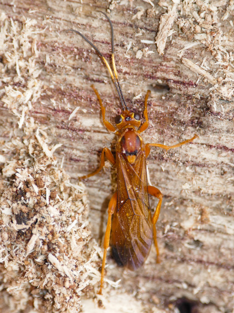 Lymantrichneumon
