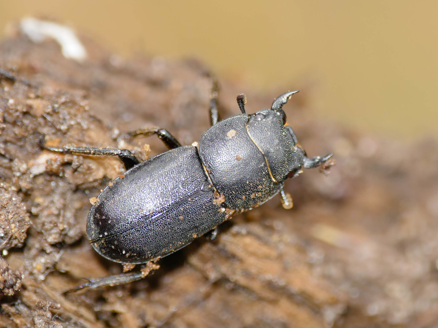 Dorcus parallelipipedus - kis szarvasbogár