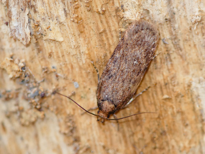 Agonopterix heracliana - közönséges laposmoly