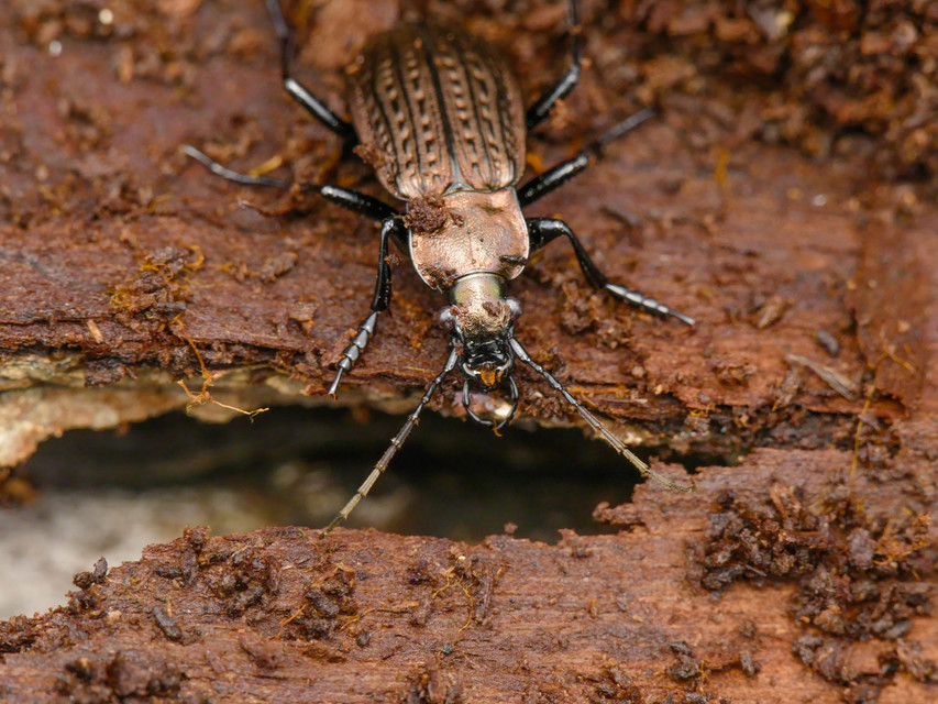 Carabus ulrichii - rezes futrinka