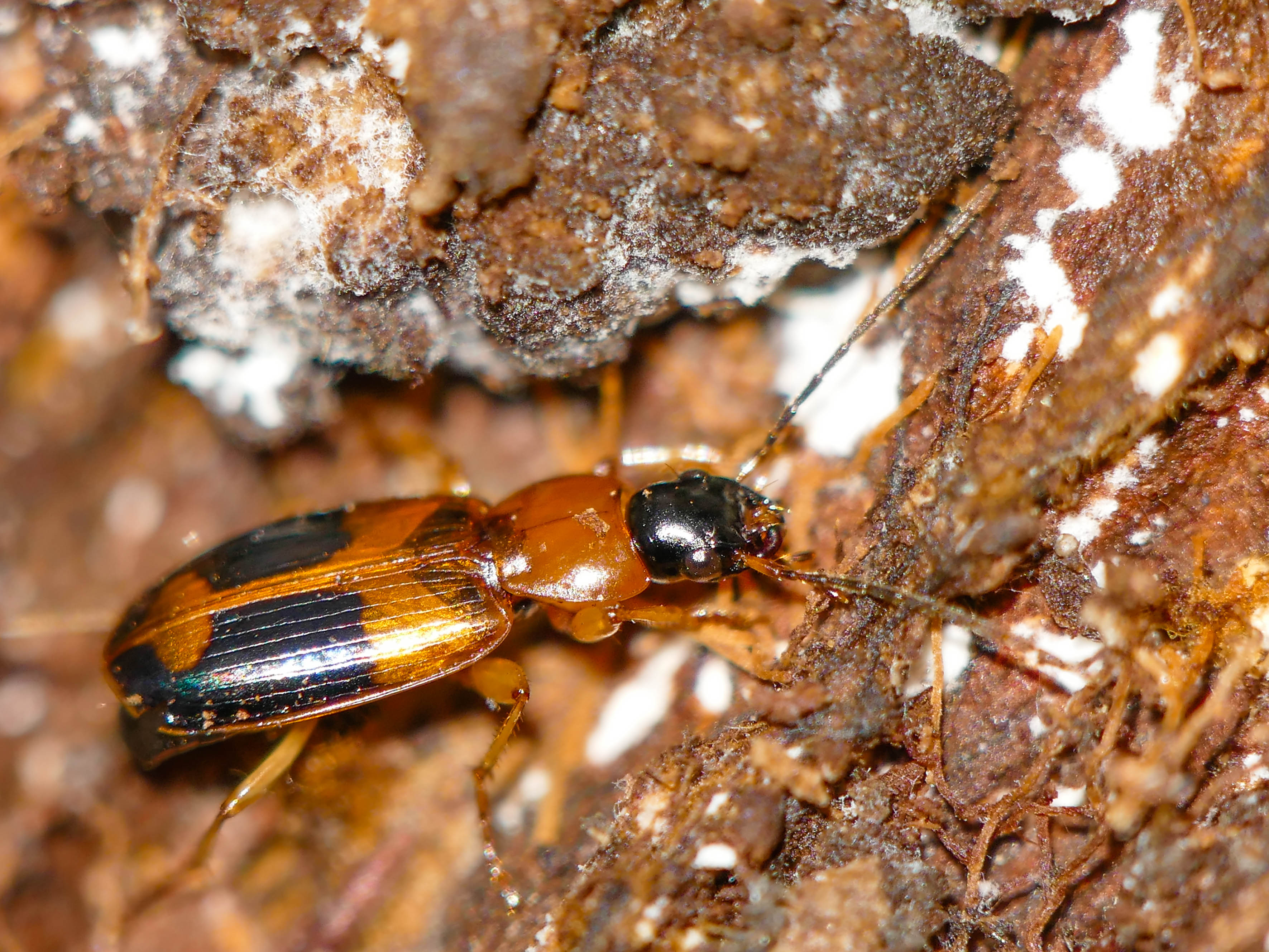 Badister lacertosus - erdei posványfutonc