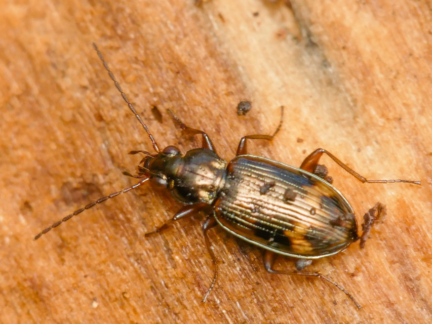 Bembidion dentellum - sárgaszalagos gyorsfutó