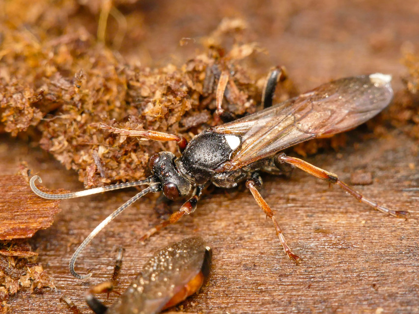 Ichneumoninae