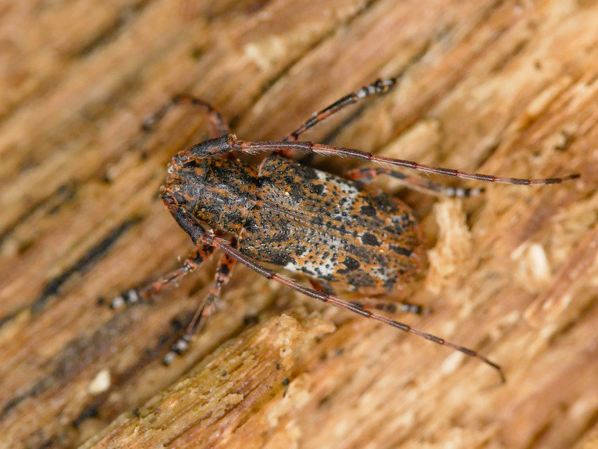 Mesosa nebulosa - ködfoltos cincér