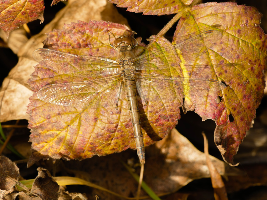 Sympetrum striolatum/vulgatum/meridionale