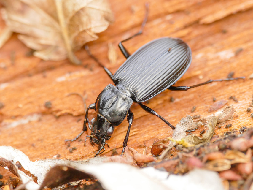 Pterostichus niger - komor gyászfutó