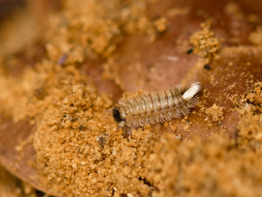 Polyxenus lagurus