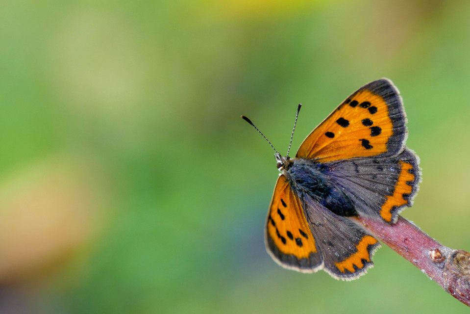 Lycaena phlaeas - közönséges tűzlepke