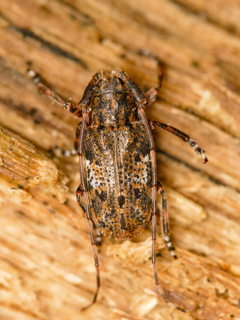 Mesosa nebulosa - ködfoltos cincér