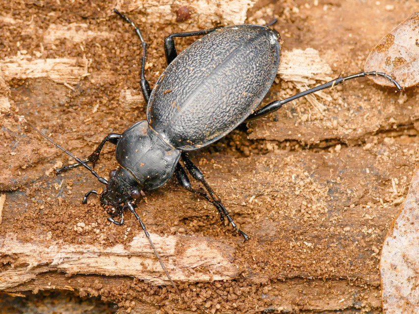 Carabus coriaceus - bőrfutrinka