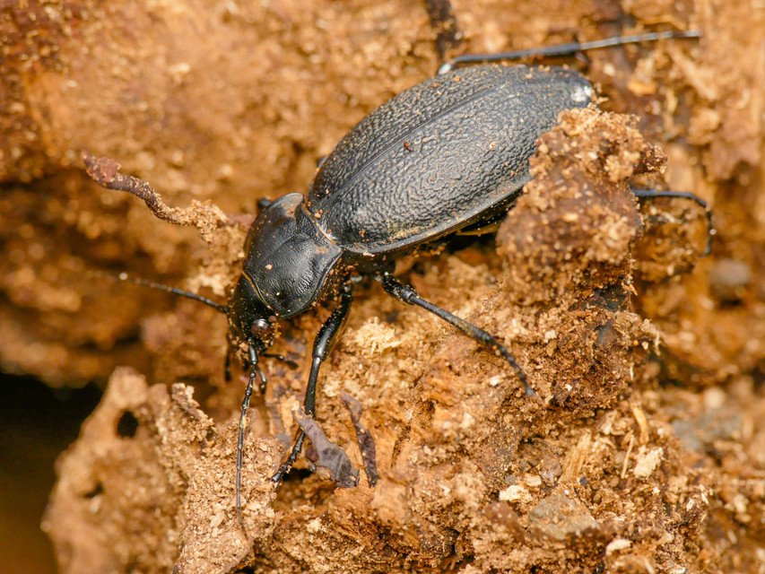 Carabus coriaceus - bőrfutrinka