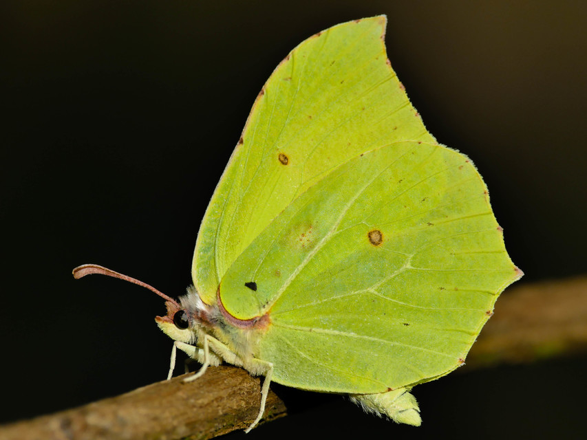 Gonepteryx rhamni - citromlepke