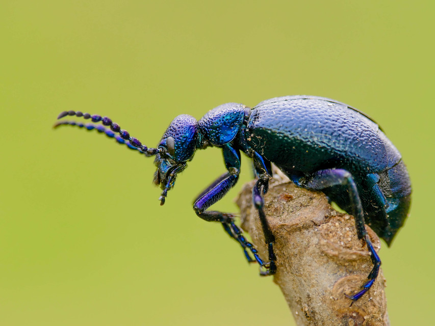 Meloe proscarabaeus - közönséges nünüke