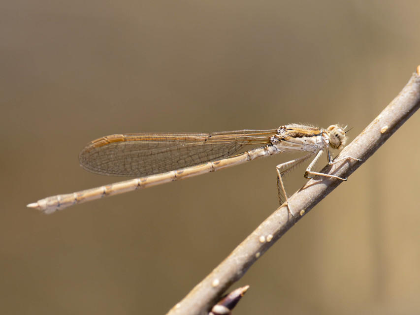 Sympecma fusca - téli rablószitakötő